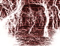 The Forest
